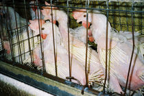 batterycageohio1.jpg
