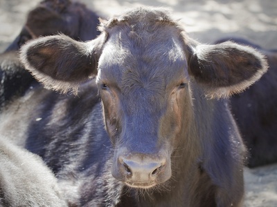 The E6 Cattle Rescue 6 Months Later Mercy For Animals