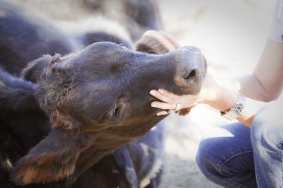 The E6 Cattle Rescue 6 Months Later Mercy For Animals