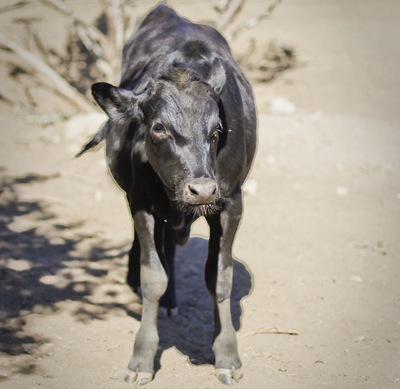 The E6 Cattle Rescue 6 Months Later Mercy For Animals