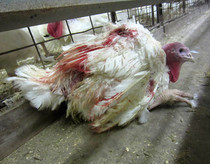 Factory Farms: Making Life Hell for Animals and Neighbors