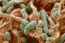 meatbacteria.jpg