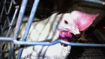 ht_humane_society_jp_120412_wg.jpg