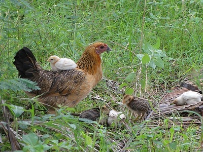 1.1271795610.mother-hen-with-chick-in-front-of-our-bungalow.jpg