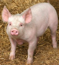 cute-pig111.jpg