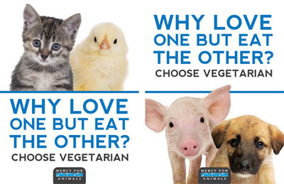 Hot off the Press: New MFA Posters Now Available! - Mercy For Animals