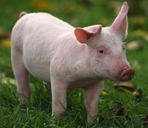 pig1_1204022c.jpg