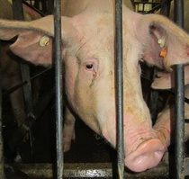 pig37.jpg