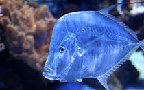 Blue-Fish-Swimming.jpg