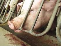 pigcrate.jpeg