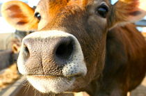cow.jpg