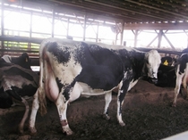 dairy cow.jpg