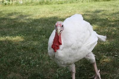 rescue turkey.jpg