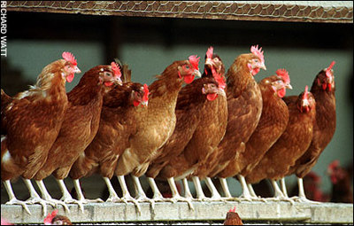 Thumbnail image for laying hens all lined up.jpg