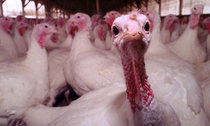 Turkey-farm-in-Massachuse-001.jpg
