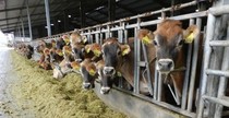 TillamookCows-e1332802870147.jpg