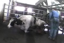 Downer cow at slaughter.jpg