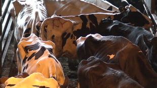 Emaciated cows at OLEX in Ontario.jpg