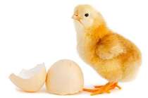 baby-chick9.jpg