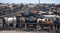 Feedlot cattle.jpg