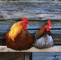hens 1.jpg