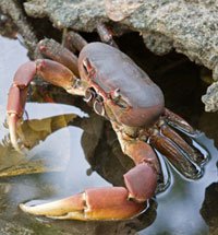 petacrab.jpg