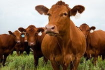 fa-beefcattle-092111.jpg