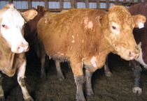 Cattle.JPG