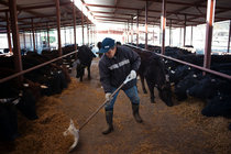 jp-cows2-articleLarge.jpg