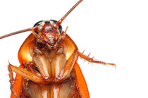 o-COCKROACH-facebook-1.jpg