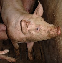 Thumbnail image for Pig in Ontario barn.jpg