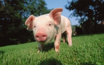 bigpreview_A Pig with Snout on the Green Grass.jpg