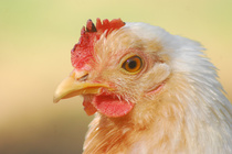 chicken_face_14906852_by_stockproject1-d34cxrf.jpg