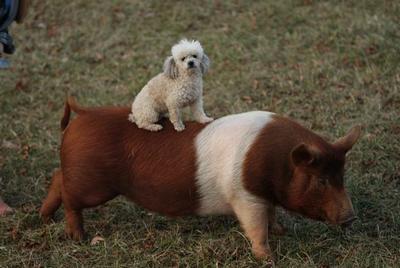 dog and pig.JPG