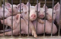 pig-farm.jpg