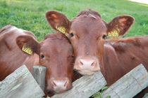 Cows-on-Farm.jpg