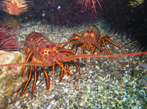 ca-spiny-lobsters_dfg-derekstein_lr.jpg