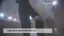 troublewithturkeys_kick_video_640.jpg
