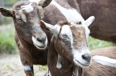 Goats May Be Able to Tell When Their Buddies Are Feeling Good or Baaad, Smart News