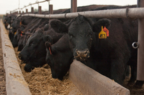 2013_09_27_mr_will-feed-for-drovers-13.jpg