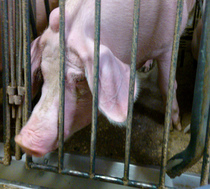 2,000 Pigs Die in Factory Farm Floor Collapse