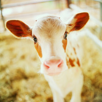Seven Easy Ways to Help Farmed Animals 