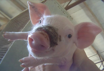 Deadly Virus Killing Pigs by the Millions 