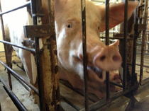 Factory Farming by Any Other Name Is Just the Same