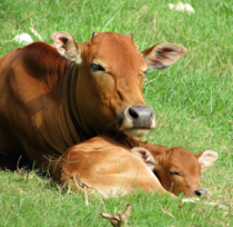 Traumatized Dairy Cows Become Pessimistic, Distressed