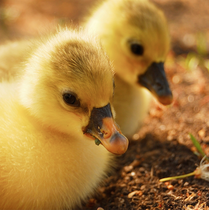 Wow! India Becomes First Country to Ban Import of Foie Gras
