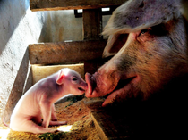 Mother and Baby Pigs Burned Alive in Catastrophic Barn Fire