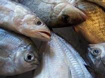 Fishing Industry Kills and Throws Away 20 Billion Pounds of Fish a Year