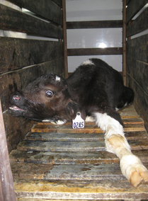 MFA Canada Investigation Forces Phase-out of Veal Crates
