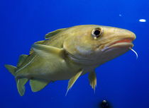 Atlantic Cod Capable of Innovation and Tool Use
